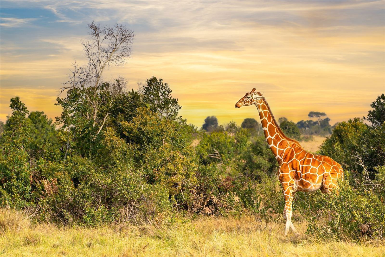 Giraffe im Sonnenuntergang
